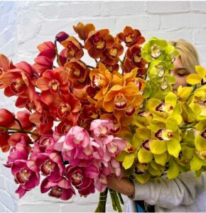 Cymbidium en Masse