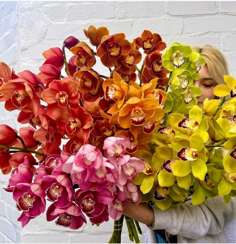 Cymbidium en Masse