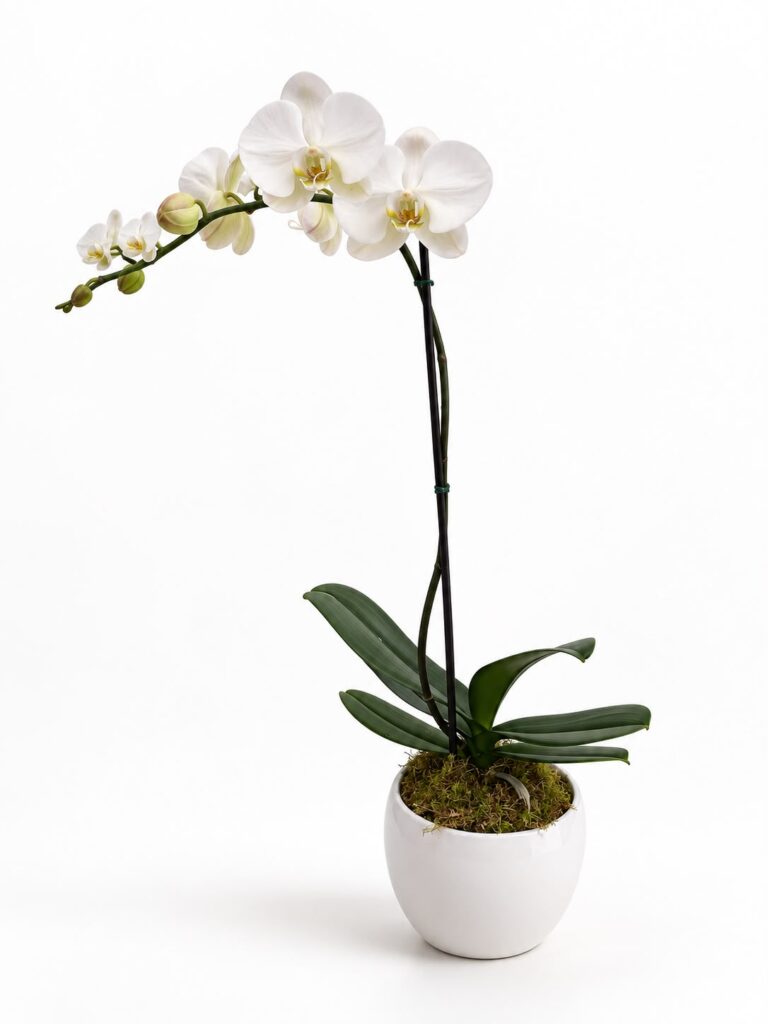 Flowering Orchid Collection