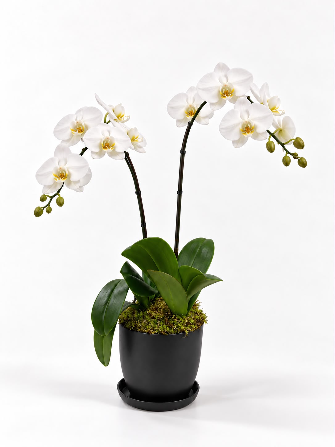 Flowering Orchid Collection - Image 2